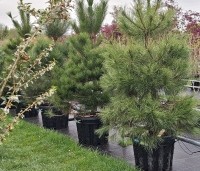 Pinus nigra 'Nigra' - Oostenrijkse den - 1