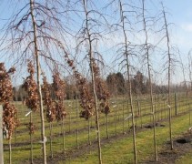 Prieelberk, treurboom, jonge bomen op kwekerij