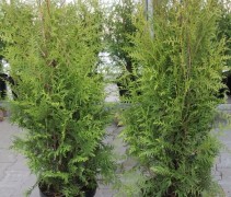 Thuja occidentalis 'Brabant'