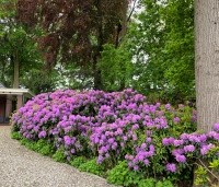 Rhododendron 'Catawbiense Boursault'  - Rododendron 'Catawbiense Boursault'  - 1
