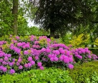 Rhododendron 'Catawbiense Boursault'  - Rododendron 'Catawbiense Boursault'  - 2