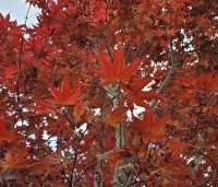 Acer palmatum 'Fireglow' - Japanse Esdoorn 'Fireglow' - 6