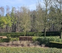 Taxus baccata - Venijnboom - wintergroene taxushagen in februari