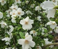 Philadelphus Belle Etoile - Jasmijn - 2