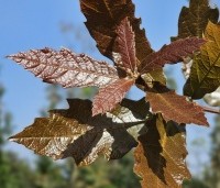 Quercus rhysophylla 'Maya' - Mexicaanse Eik - 2