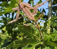 Quercus rhysophylla 'Maya' - Mexicaanse Eik - 3