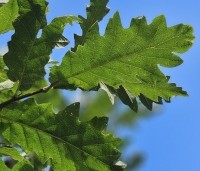 Quercus cerris - Moseik - 1
