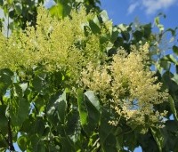 Syringa pekinensis 'China Snow' - Chinese sering 'China Snow' - 6