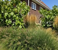 Pennisetum alopecuroides 'Hameln' - Lampenpoetsersgras 'Hameln' - 9