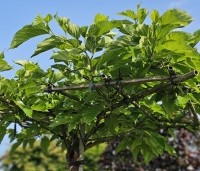 Morus alba 'Fruitless' - Moerbei - 2