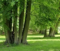Tilia cordata - Winterlinde - 4