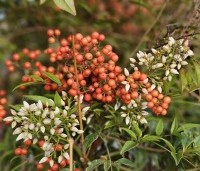 Nandina domestica - Hemelse bamboe - 1