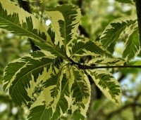 Castanea sativa 'Variegata' - Tamme Kastanje 'Variegata' - 1