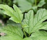 Viburnum opulus 'Roseum' - Gelderse roos 'Roseum' - 1