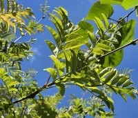 Sorbus aucuparia 'Wettra' - opgaand groeiende lijsterbes - 1