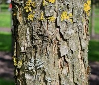 Carya illinoinensis - Pecannoot - 2