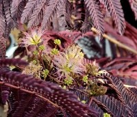 Albizia julibrissin 'Summer Chocolate' - Perzische slaapboom 'Summer Chocolate' - 2