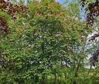 Aesculus x carnea 'Briotii'  - Rode Paardenkastanje - 5