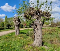Salix alba oude knotbomen bij de wadi op de kwekerij in Apeldoorn in 2023