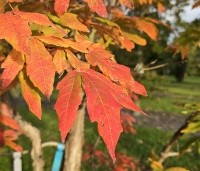 Acer triflorum - Driebloemige esdoorn - 2