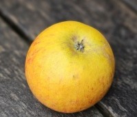 Malus dom. 'Cox Orange Pippin' - Malus 'Cox' - 4