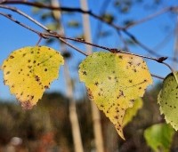 Betula pendula - Ruwe berk - herfst