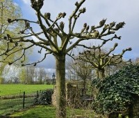 Tilia americana 'Nova' - Amerikaanse linde - gesnoeid als dakboom