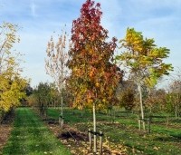 Liquidambar styraciflua 'Palo Alto' - Amberboom 'Palo Alto' - 2