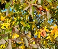 Liquidambar styraciflua 'Palo Alto' - Amberboom 'Palo Alto' - 1