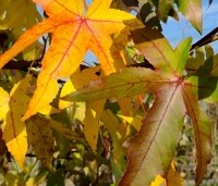 Liquidambar styraciflua 'Palo Alto' - Amberboom 'Palo Alto' - 3
