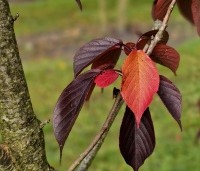 Prunus serrulata 'Royal Burgundy'  - Roodbladige sierkers - 4