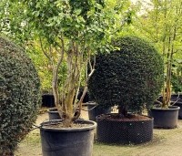 Taxus baccata - Venijnboom - bolvormen in airpot kwekerij Ten Hoven Bomen Apeldoorn