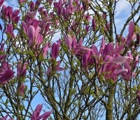 Magnolia 'Susan' - Beverboom - 1