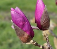 Magnolia 'Cleopatra' - Magnolia 'Cleopatra' - maart 2024