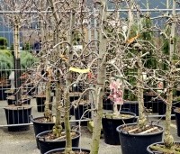 Malus domestica 'Elstar' - Appel Elstar - laagstam appel in pot