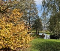 Carpinus betulus - Haagbeuk - herfstgeel