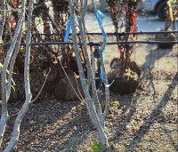Sorbus 'Joseph Rock' - Lijsterbes 'Joseph Rock' - 1