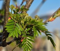 Sorbus 'Joseph Rock' - Lijsterbes 'Joseph Rock' - 2