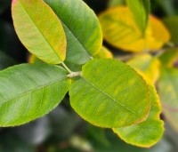 Amelanchier canadensis 'Rainbow Pillar' - Krentenboom 'Rainbow Pillar' - herfst