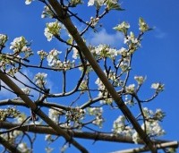 Pyrus calleryana 'Chanticleer' - Sierpeer - 1