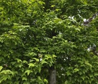Liquidambar formosana var. monticola - Taiwanese amberboom - 1