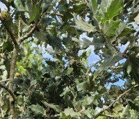 Quercus ithaburensis 'Hemelrijk Silver' - Semi- wintergroene eik 'Hemelrijk Silver' - augustus 2024