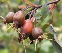 Rosa glauca - Struikroos - 4