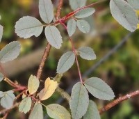 Rosa glauca - Struikroos - 3