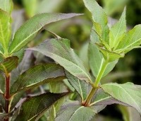 Weigela florida 'Pink Poppet' - Weigela 'Pink Poppet' - 3
