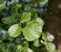 Alnus glutinosa - Zwarte Els - 1