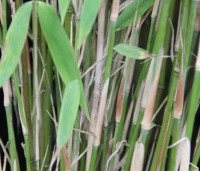 Fargesia murieliae 'Jumbo' - Bamboe 'Jumbo' - 1