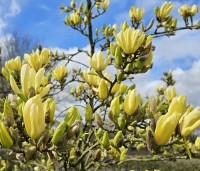 Magnolia soulangeana - Magnolia soulangeana - 5