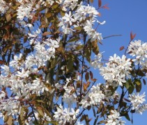 Amelanchier 'Snowcloud' met blad en bloemen