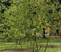 Cornus sanquinea